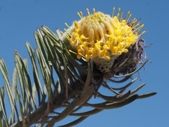 Leucospermum tomentosum