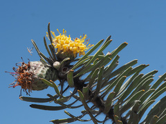 Leucospermum tomentosum