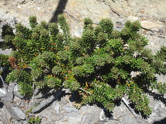 Orites revolutus