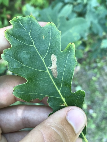 Coptotriche badiiella photo 5