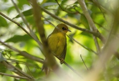 Cyanoderma chrysaeum