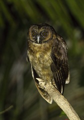 Strix leptogrammica