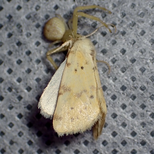 Azenia implora photo 5