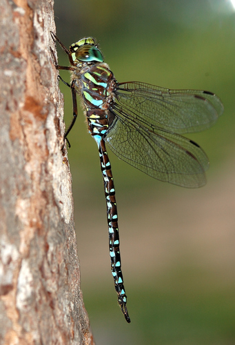 Subarctic Darner