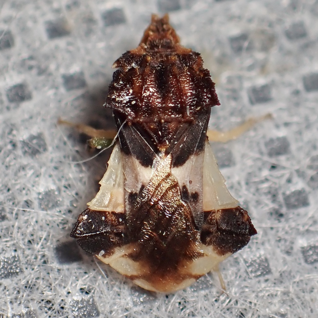 Phymata saileri