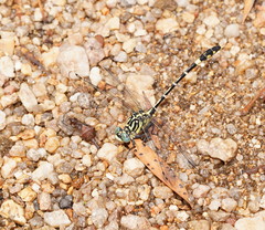 Austrogomphus cornutus