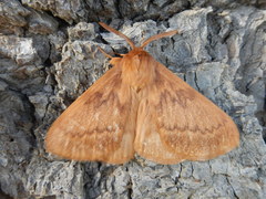 Phyllalia thunbergii
