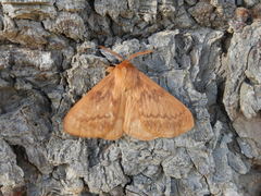 Phyllalia thunbergii