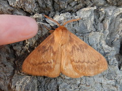 Phyllalia thunbergii
