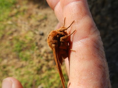 Phyllalia thunbergii