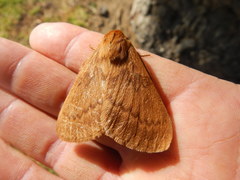 Phyllalia thunbergii