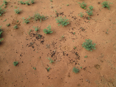 Indigofera daleoides image