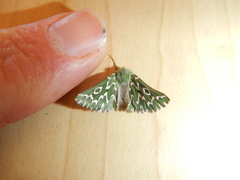 Drepanogynis bifasciata