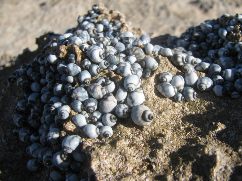Echinolittorina hawaiiensis