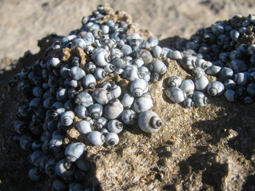 Echinolittorina hawaiiensis