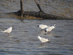 Saundersilarus saundersi