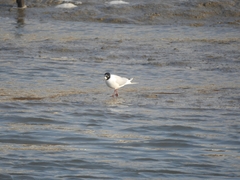 Saundersilarus saundersi