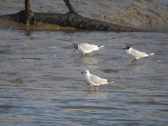 Saundersilarus saundersi