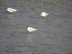 Saundersilarus saundersi