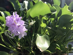 Pontederia crassipes