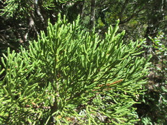Athrotaxis cupressoides
