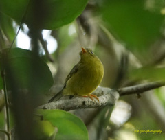 Phylloscopus burkii