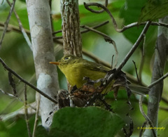Phylloscopus burkii