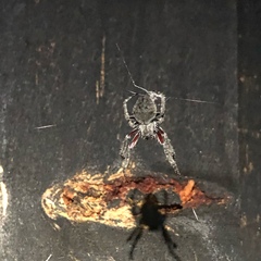 Socca pustulosa