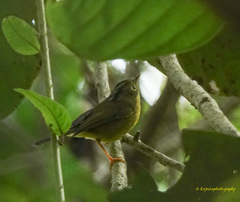 Phylloscopus burkii