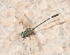 Austrogomphus cornutus