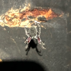 Socca pustulosa