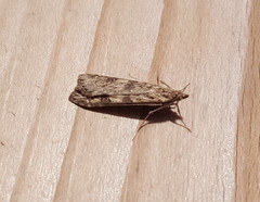 Nomophila noctuella