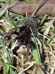 Phyxelididae