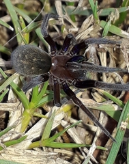 Phyxelididae