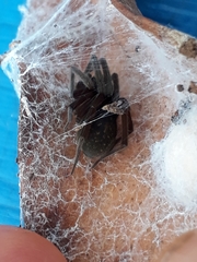 Phyxelididae