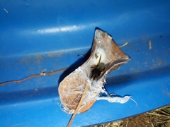 Phyxelididae