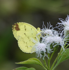 Eurema andersoni