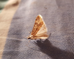 Cornifrons ulceratalis