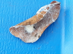 Phyxelididae
