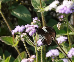 Euploea radamanthus