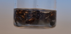 Enochrus hamiltoni