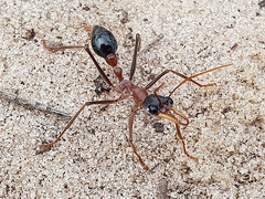 Myrmecia fuscipes