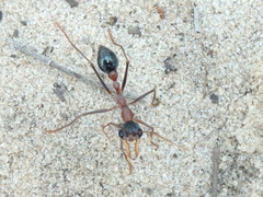 Myrmecia fuscipes