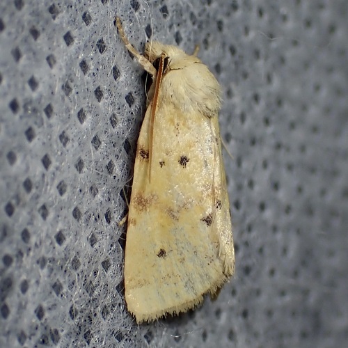 Azenia implora photo 2