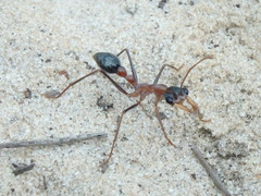 Myrmecia fuscipes