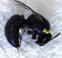 Hylaeus euxanthus