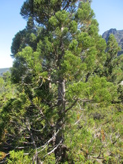 Athrotaxis cupressoides