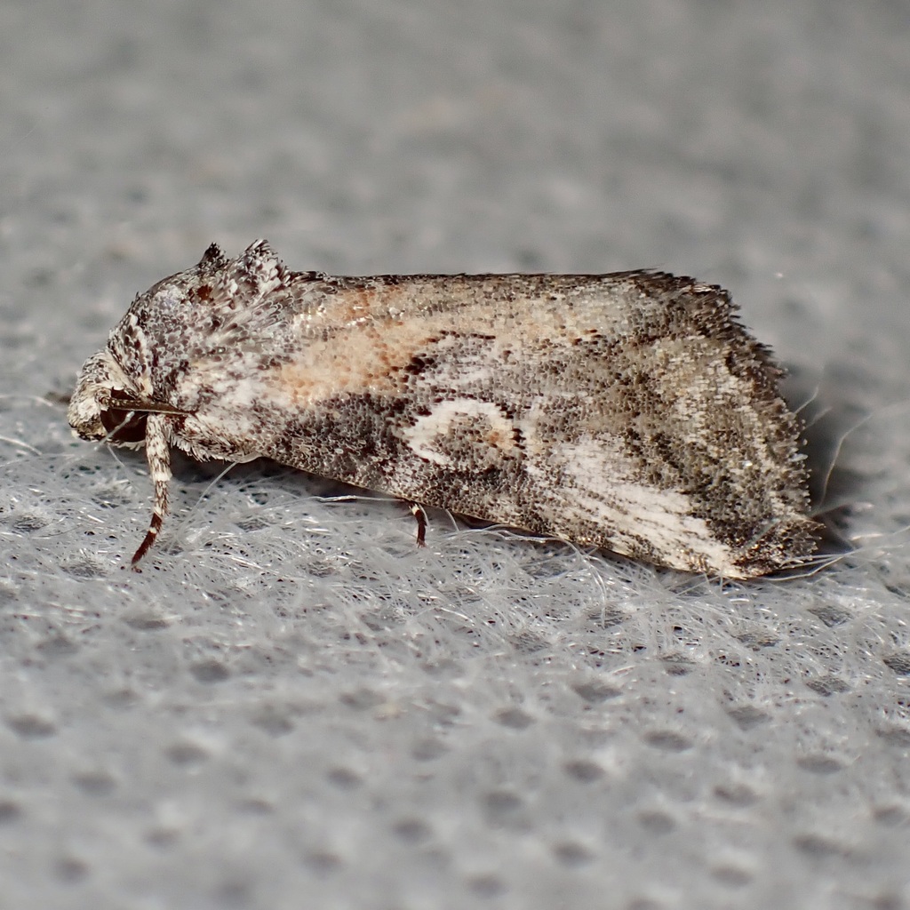 Aleptina inca