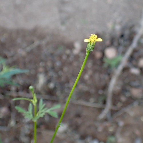 Image of Bidens leptocephala by (c) Sue Carnahan, some rights reserved (CC BY)