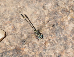 Austrogomphus cornutus